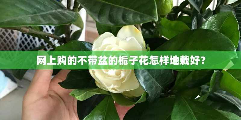 网上购的不带盆的栀子花怎样地栽好？