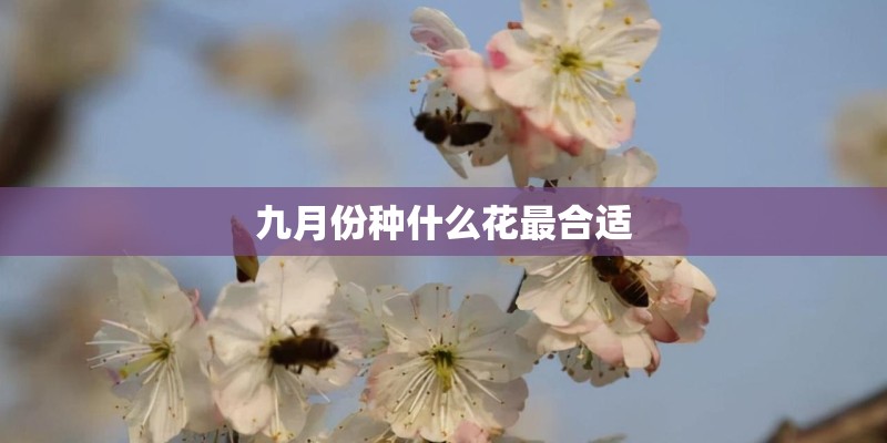 九月份种什么花最合适