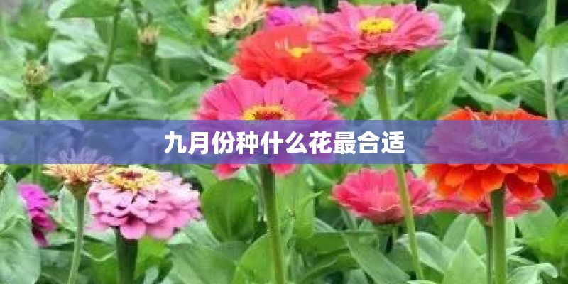九月份种什么花最合适