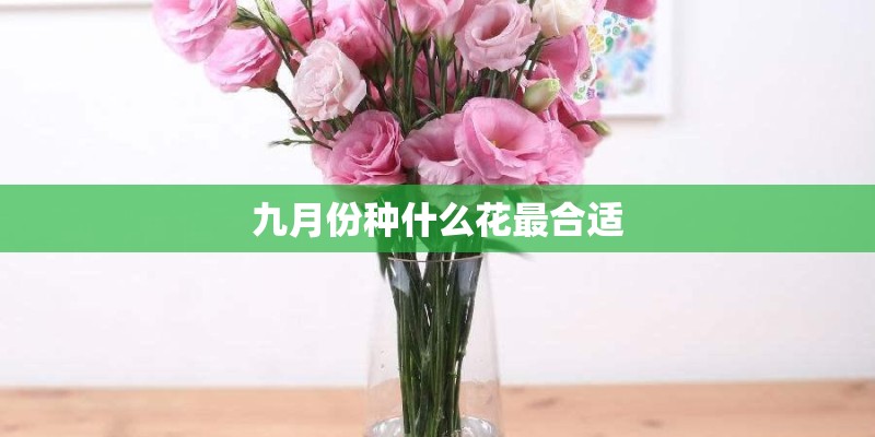 水种植物是什么花