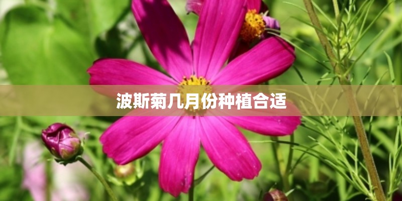 波斯菊几月份种植合适