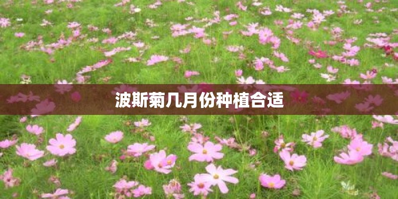 波斯菊几月份种植合适