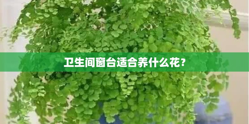 卫生间窗台适合养什么花？