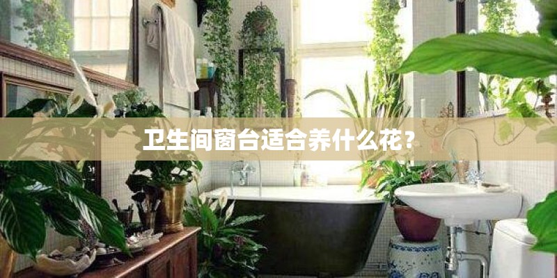 卫生间窗台适合养什么花？