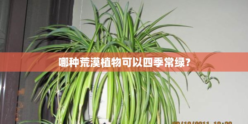 哪种荒漠植物可以四季常绿？