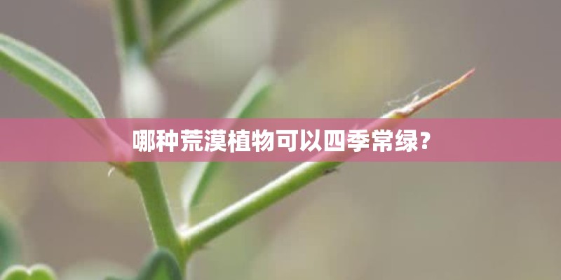 哪种荒漠植物可以四季常绿？