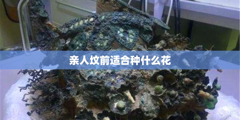 亲人坟前适合种什么花