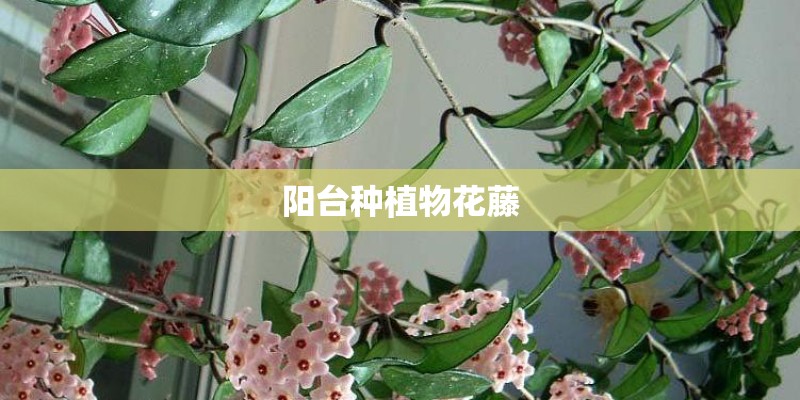 阳台种植物花藤