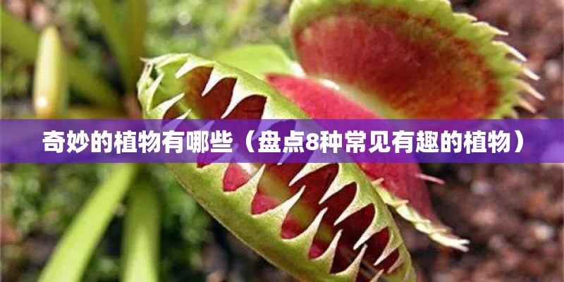 奇妙的植物有哪些（盘点8种常见有趣的植物）