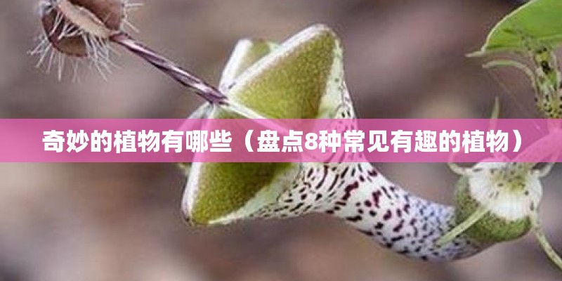 奇妙的植物有哪些（盘点8种常见有趣的植物）