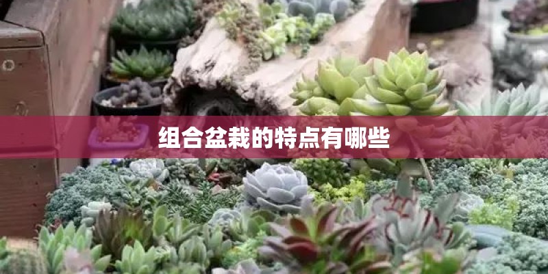 组合盆栽的特点有哪些