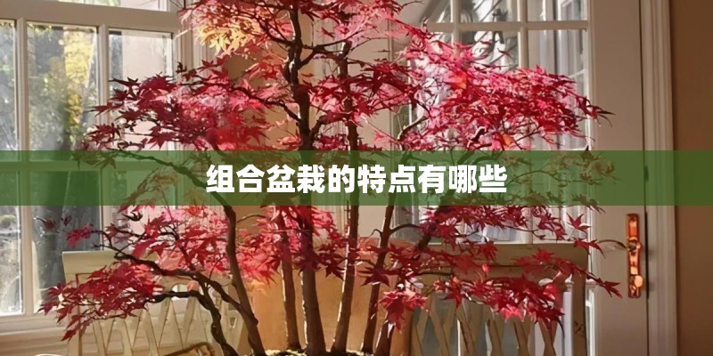 组合盆栽的特点有哪些