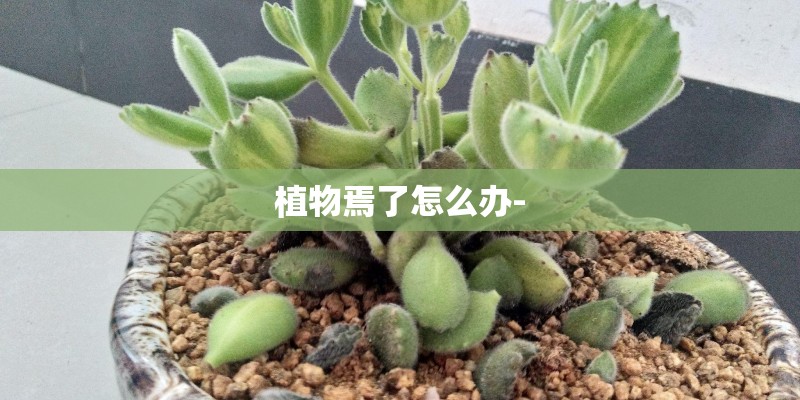 植物焉了怎么办-