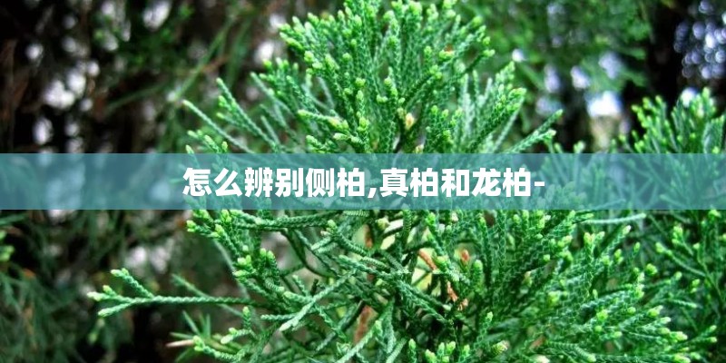 怎么辨别侧柏,真柏和龙柏-