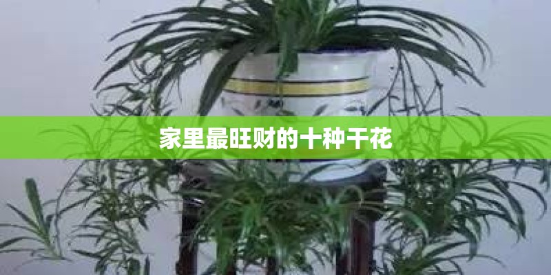 家里最旺财的十种干花
