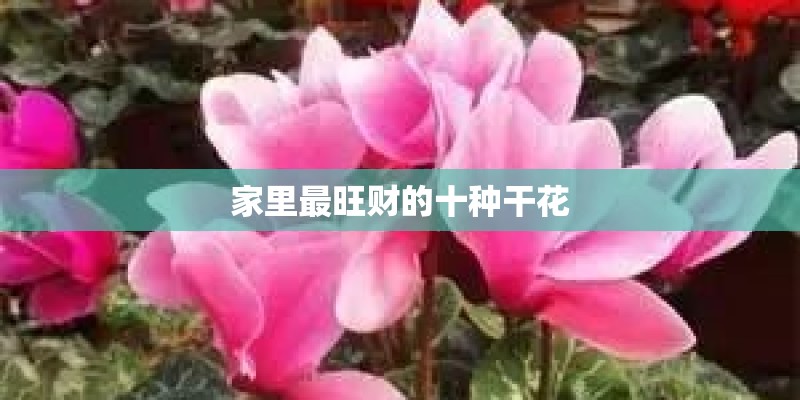 家里最旺财的十种干花