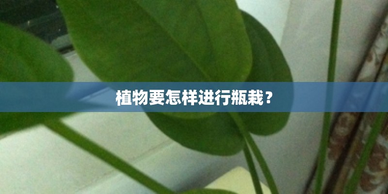 植物要怎样进行瓶栽？