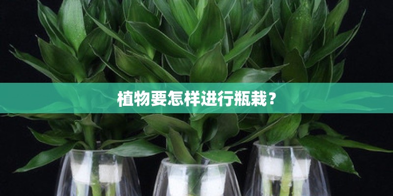 植物要怎样进行瓶栽？