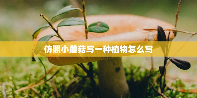 仿照小蘑菇写一种植物怎么写