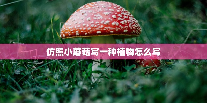 仿照小蘑菇写一种植物怎么写