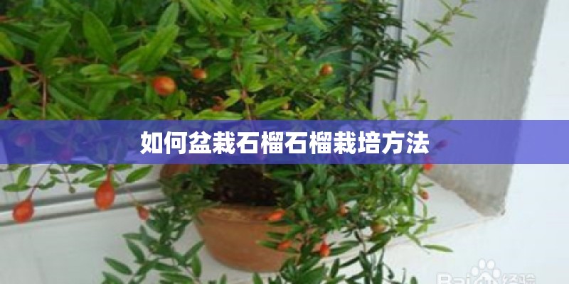 如何盆栽石榴石榴栽培方法