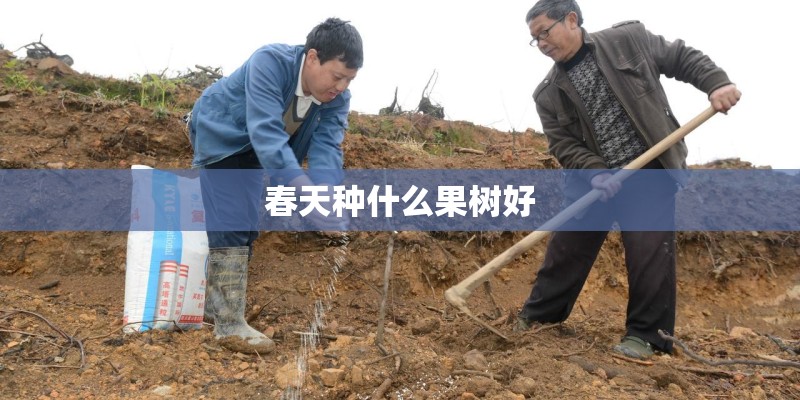 春天种什么果树好
