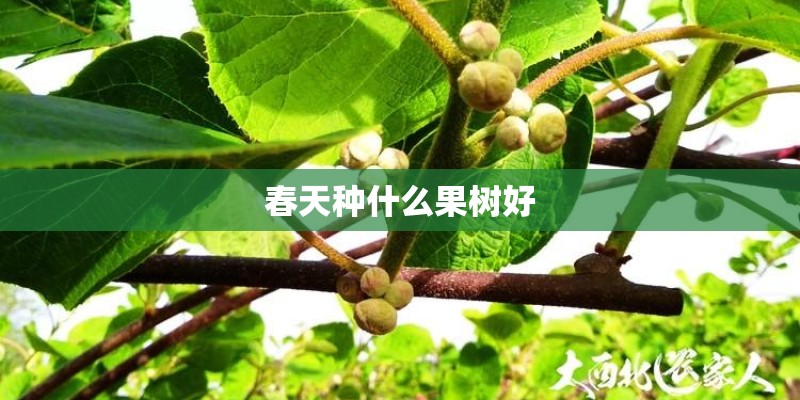 春天种什么果树好