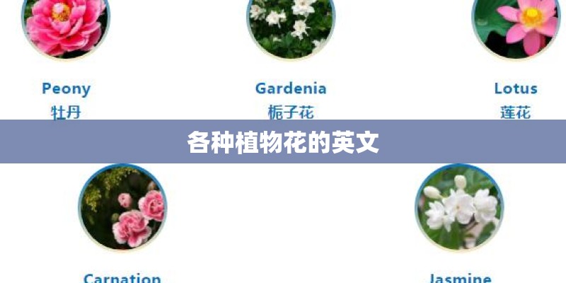各种植物花的英文
