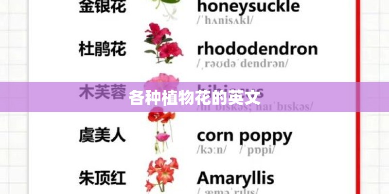 各种植物花的英文