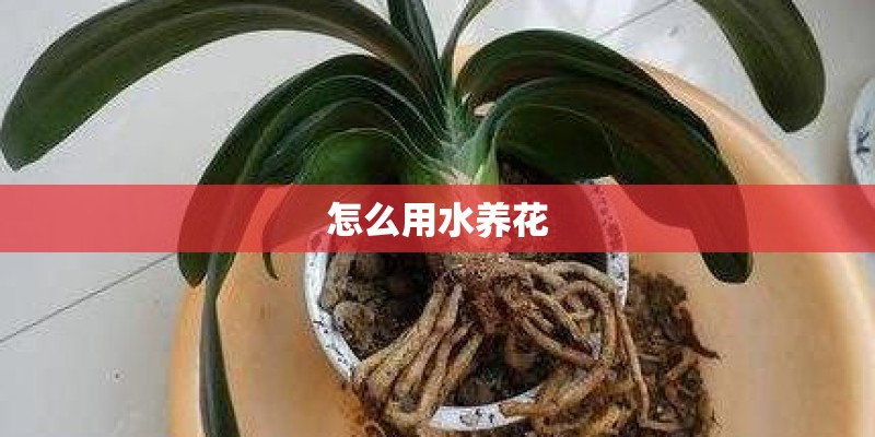 怎么用水养花