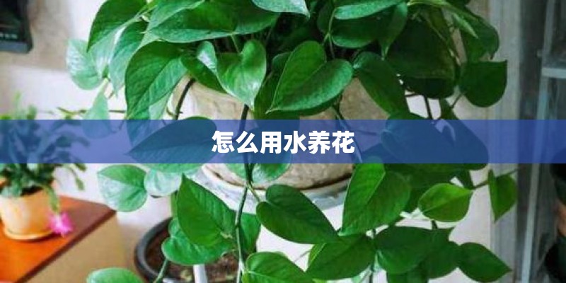 怎么用水养花