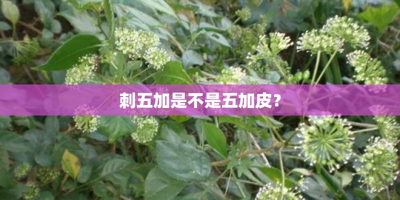 刺五加是不是五加皮？