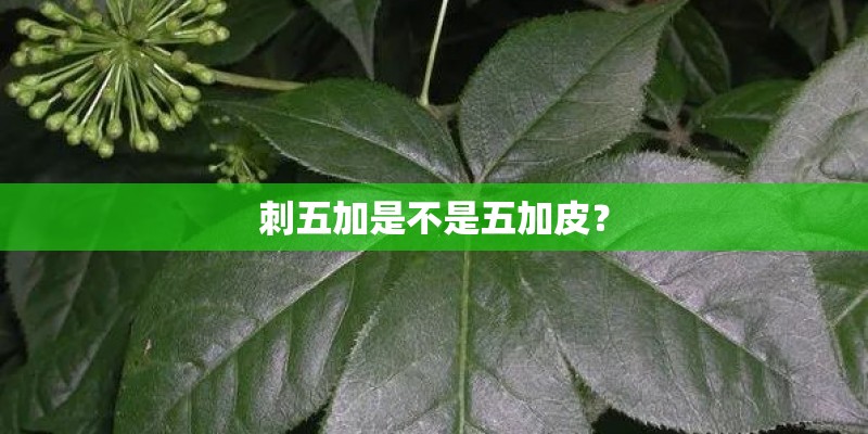 刺五加是不是五加皮？