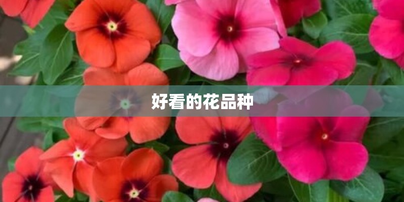 好看的花品种