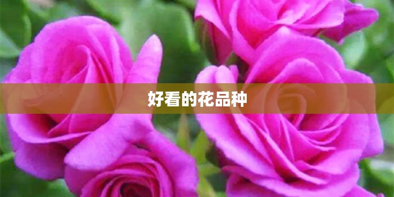 好看的花品种