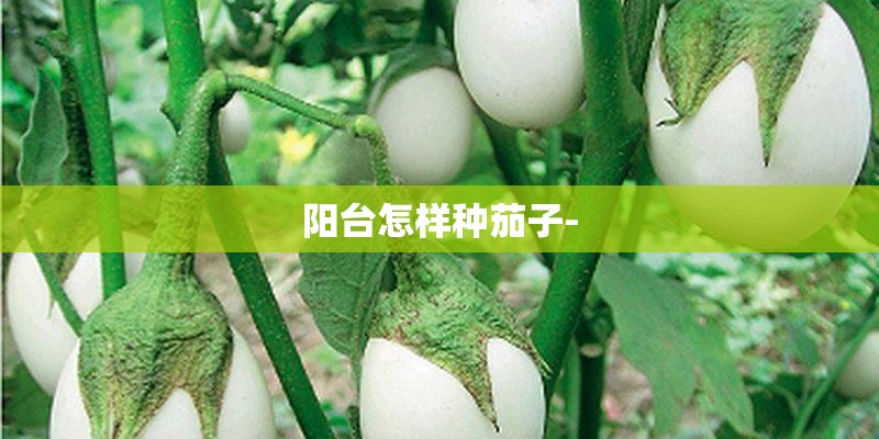 阳台怎样种茄子-