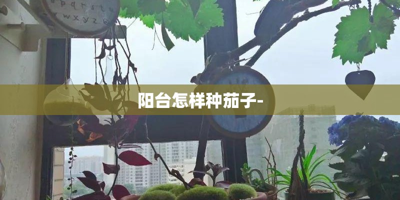 阳台怎样种茄子-