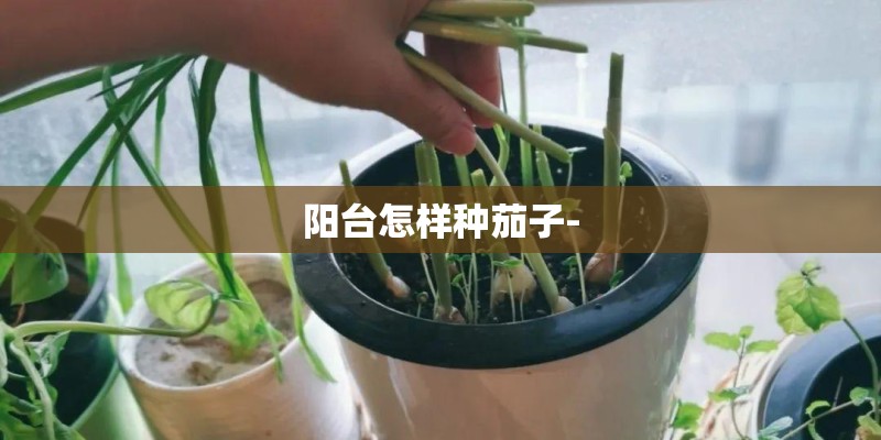 阳台怎样种茄子-