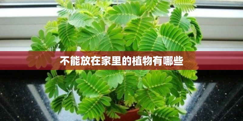 不能放在家里的植物有哪些