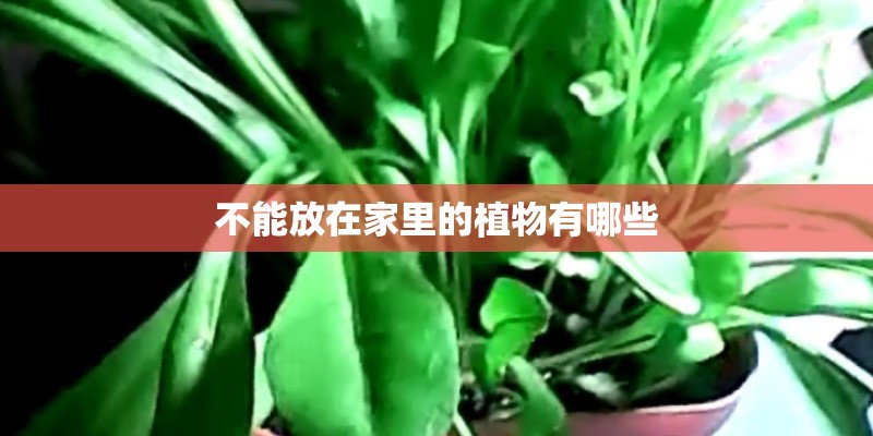 不能放在家里的植物有哪些