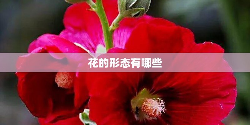 花的形态有哪些