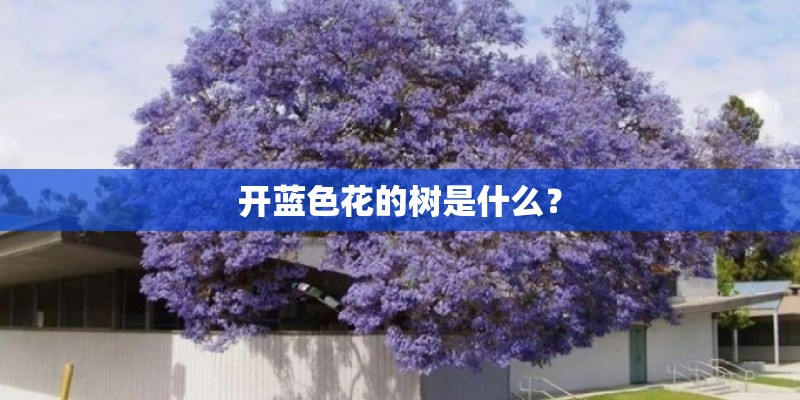 开蓝色花的树是什么？