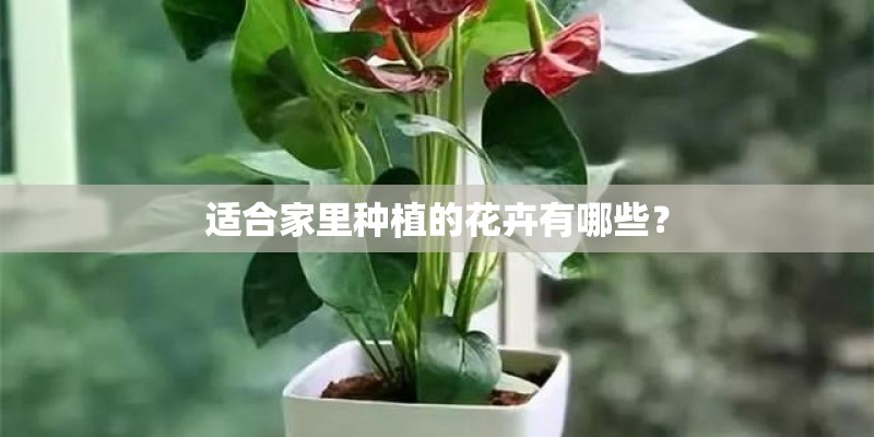 适合家里种植的花卉有哪些？