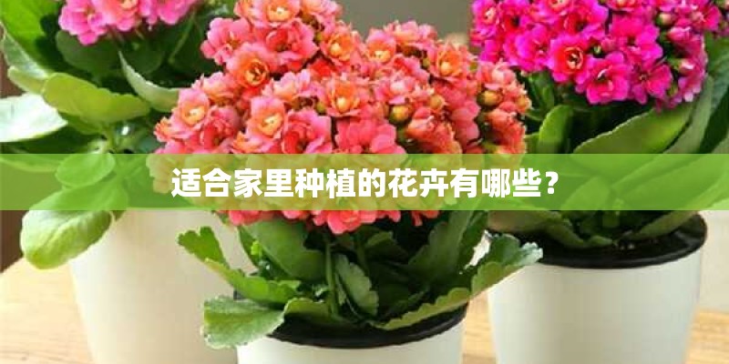 适合家里种植的花卉有哪些？
