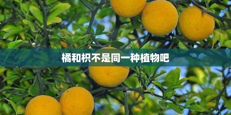 橘和枳不是同一种植物吧
