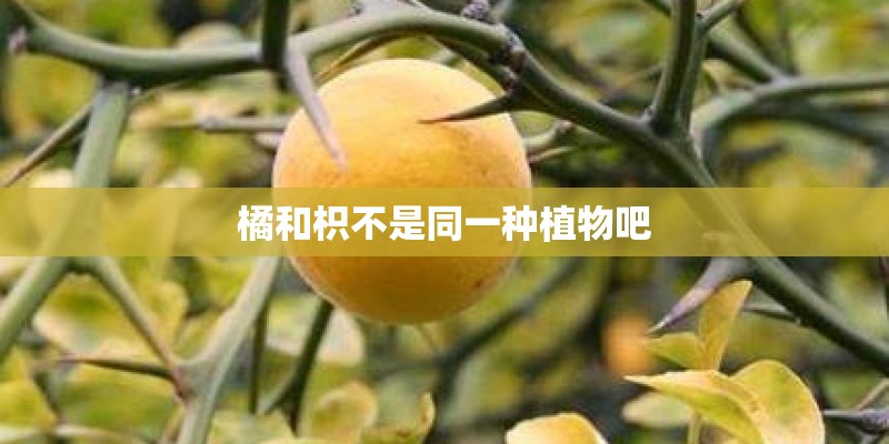 橘和枳不是同一种植物吧