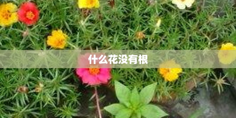 什么花没有根