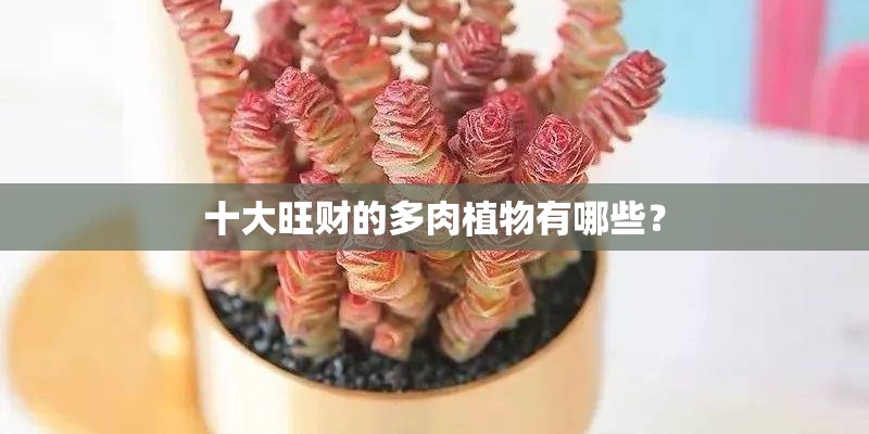 十大旺财的多肉植物有哪些？