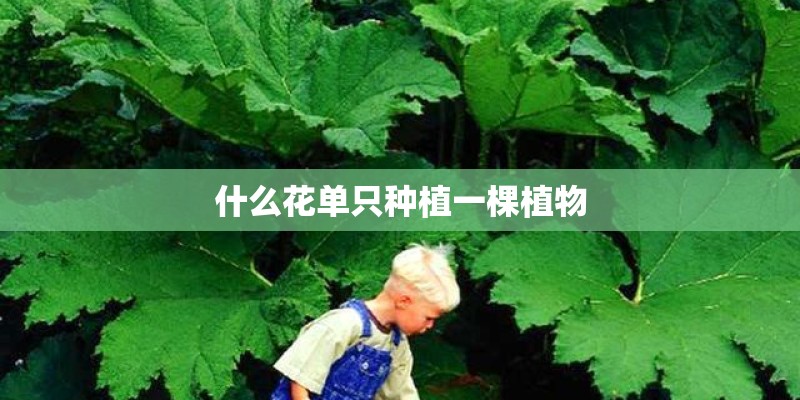 什么花单只种植一棵植物