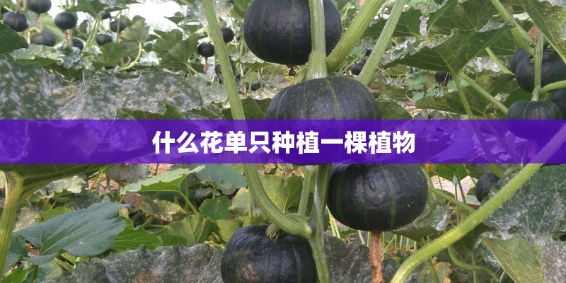 什么花单只种植一棵植物
